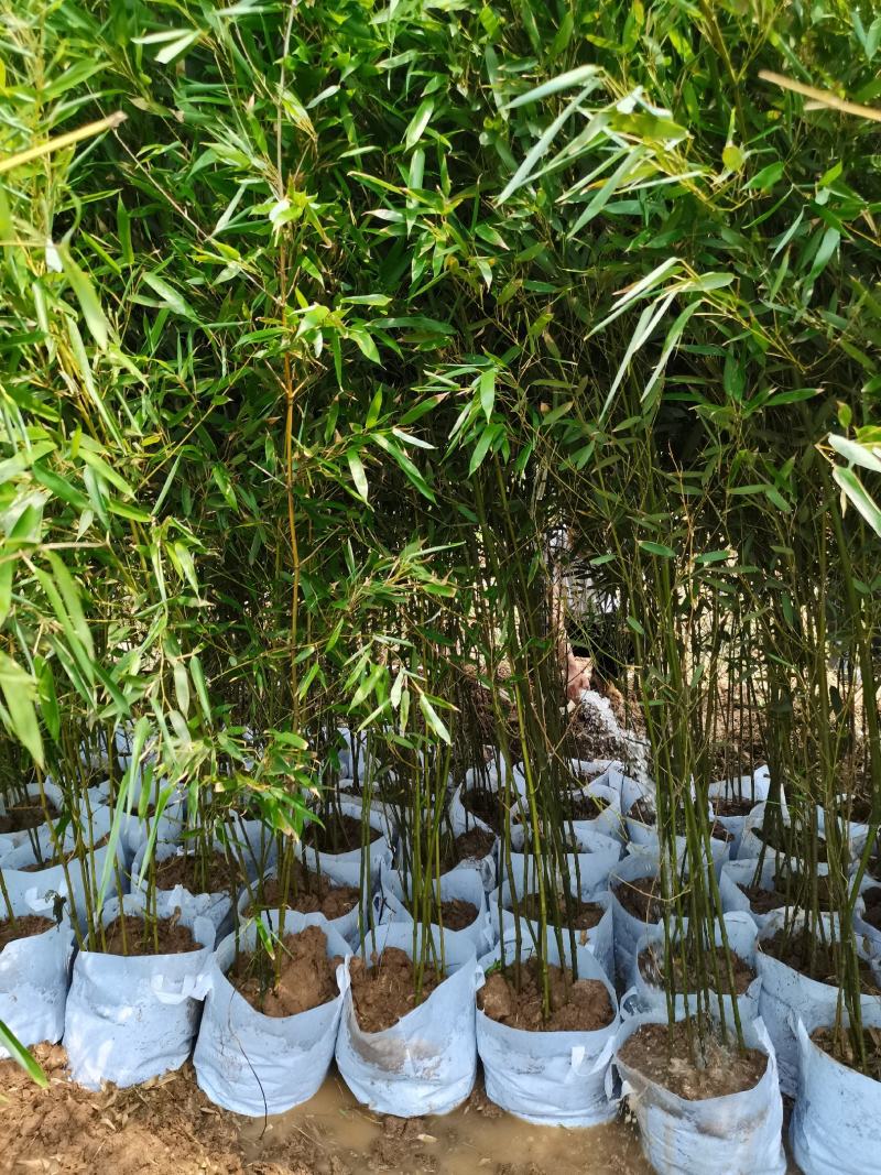 青竹苗，各种规格，大量供货有需要的老板电话联系