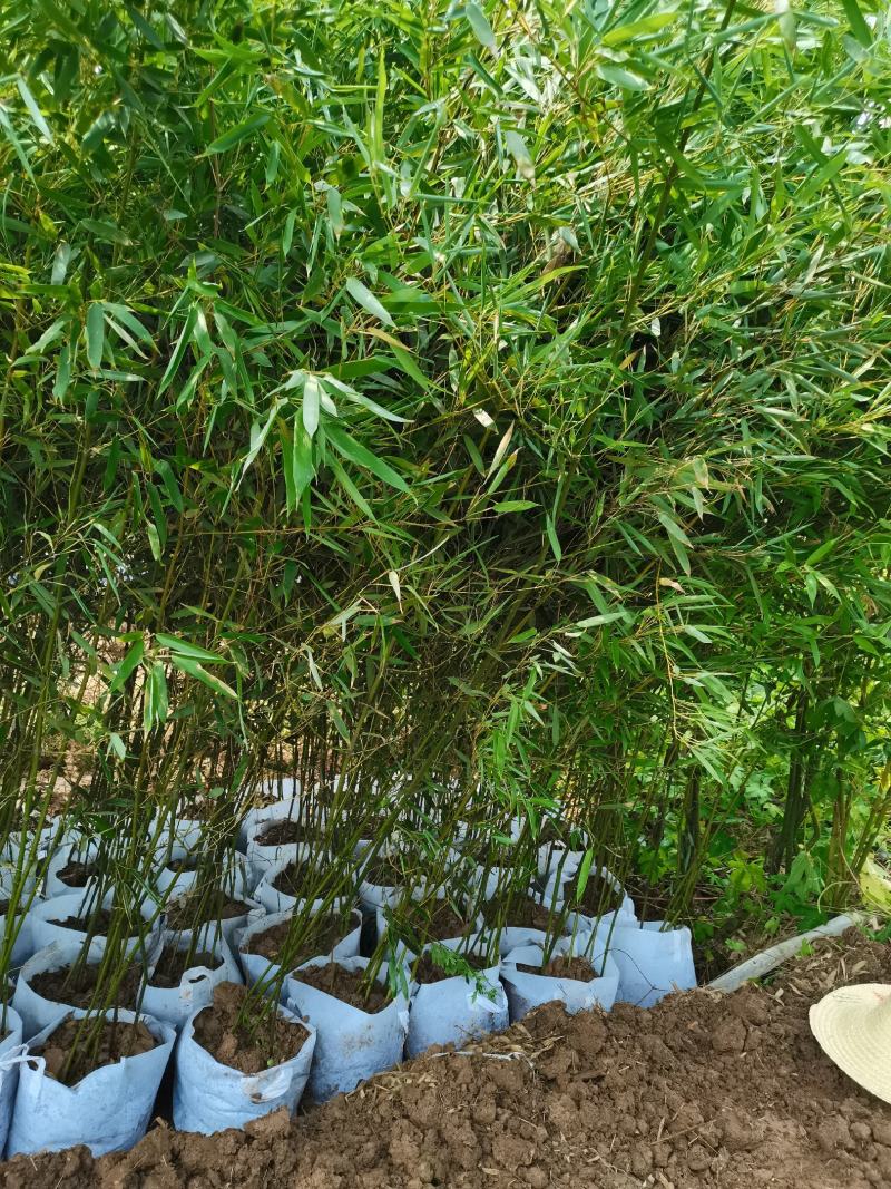 青竹苗，各种规格，大量供货有需要的老板电话联系