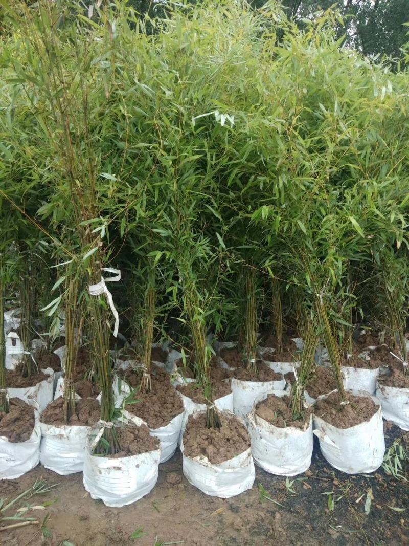 青竹苗，各种规格，大量供货有需要的老板电话联系