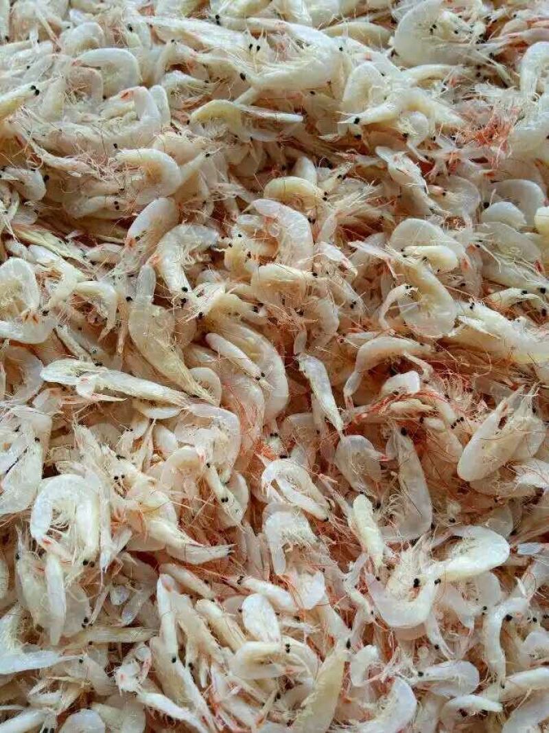 虾皮，渤海湾虾皮，毛虾，一手货源，量大从优