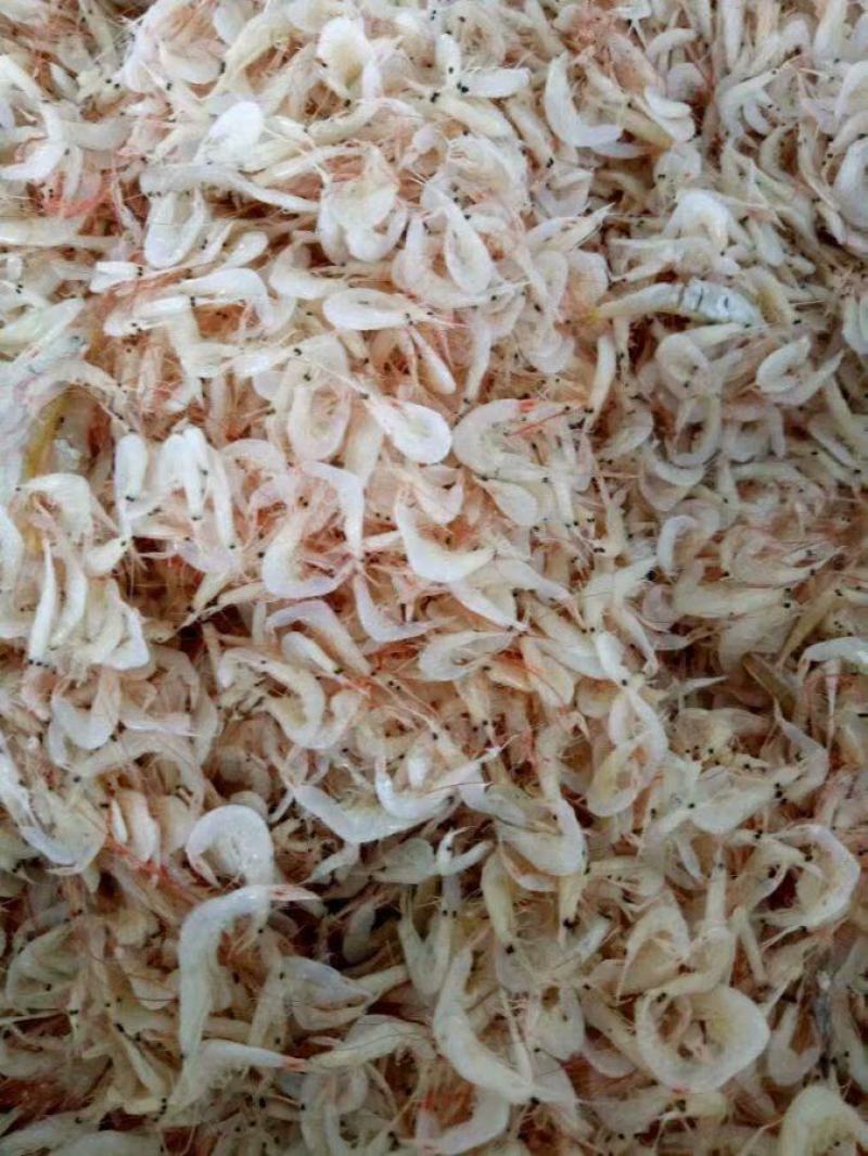 虾皮，渤海湾虾皮，毛虾，一手货源，量大从优