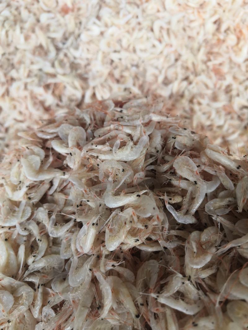 虾皮，渤海湾虾皮，毛虾，一手货源，量大从优