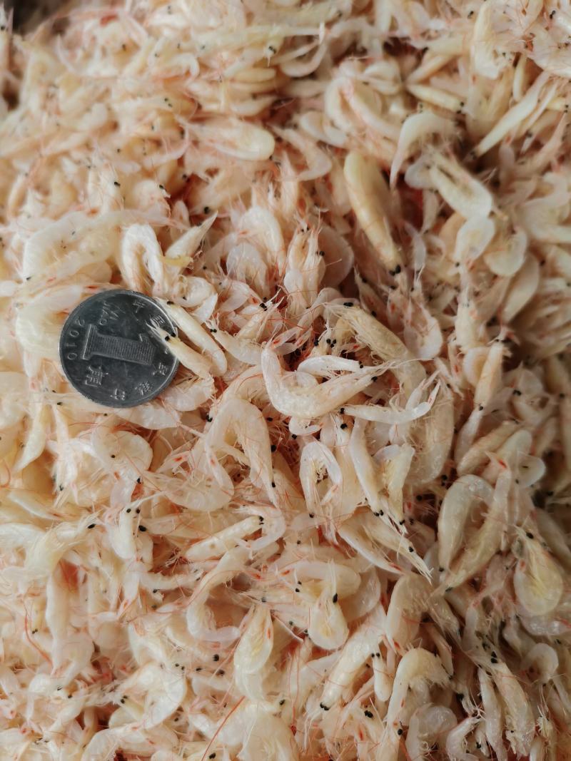 虾皮，渤海湾虾皮，毛虾，一手货源，量大从优