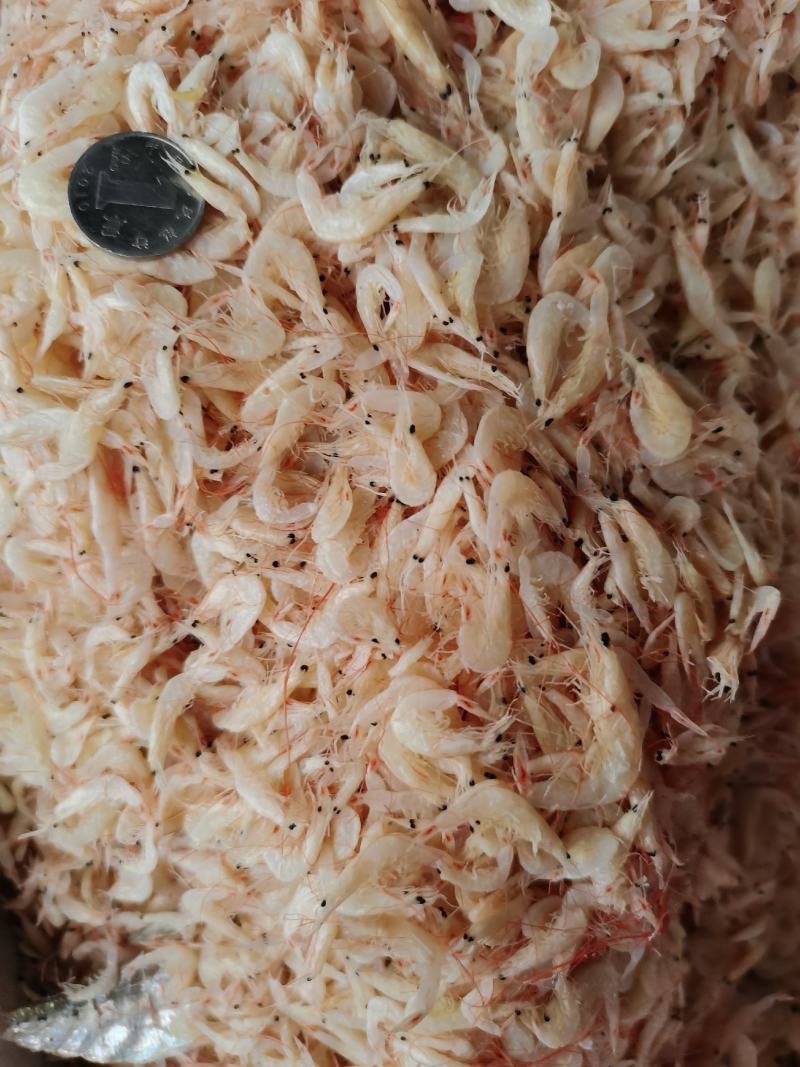 虾皮，渤海湾虾皮，毛虾，一手货源，量大从优