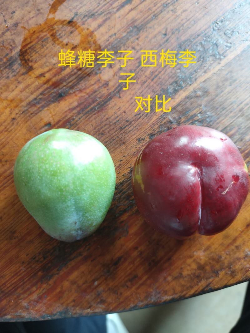 蜥蜴蛋李子苗国峰李子苗蜂糖李子苗味帝李子苗