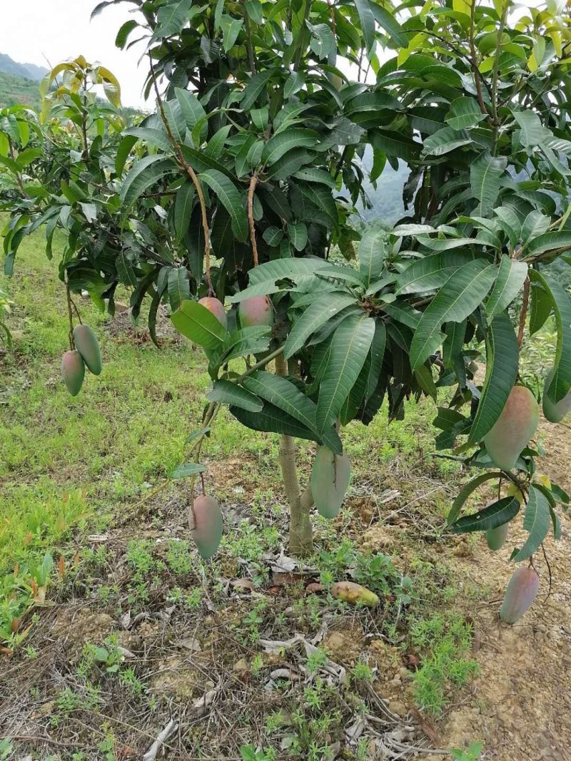 贵州望谟册亨金煌芒原产地直供新鲜水果当季水果