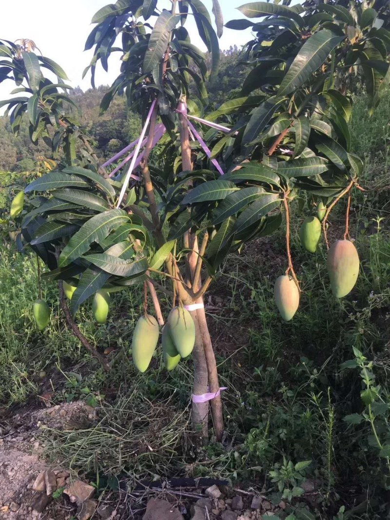 贵州望谟册亨金煌芒原产地直供新鲜水果当季水果