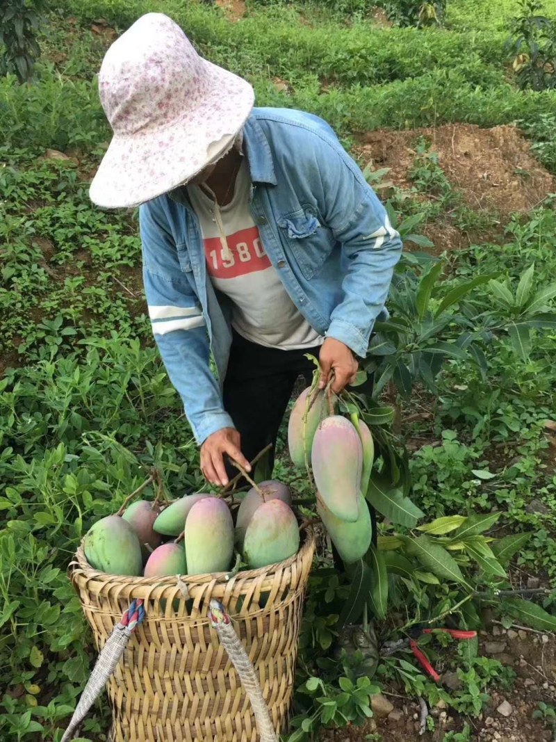 贵州望谟册亨金煌芒原产地直供新鲜水果当季水果