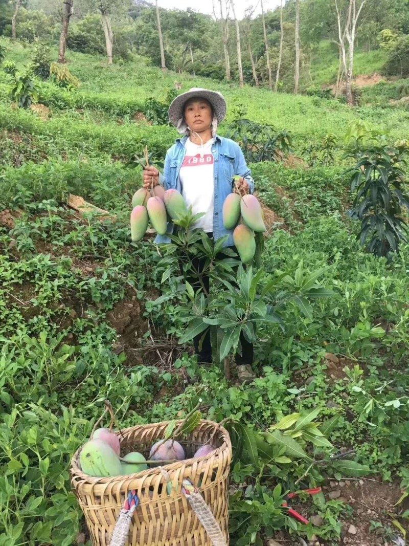 贵州望谟册亨金煌芒原产地直供新鲜水果当季水果