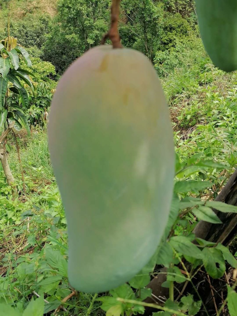 贵州望谟册亨金煌芒原产地直供新鲜水果当季水果