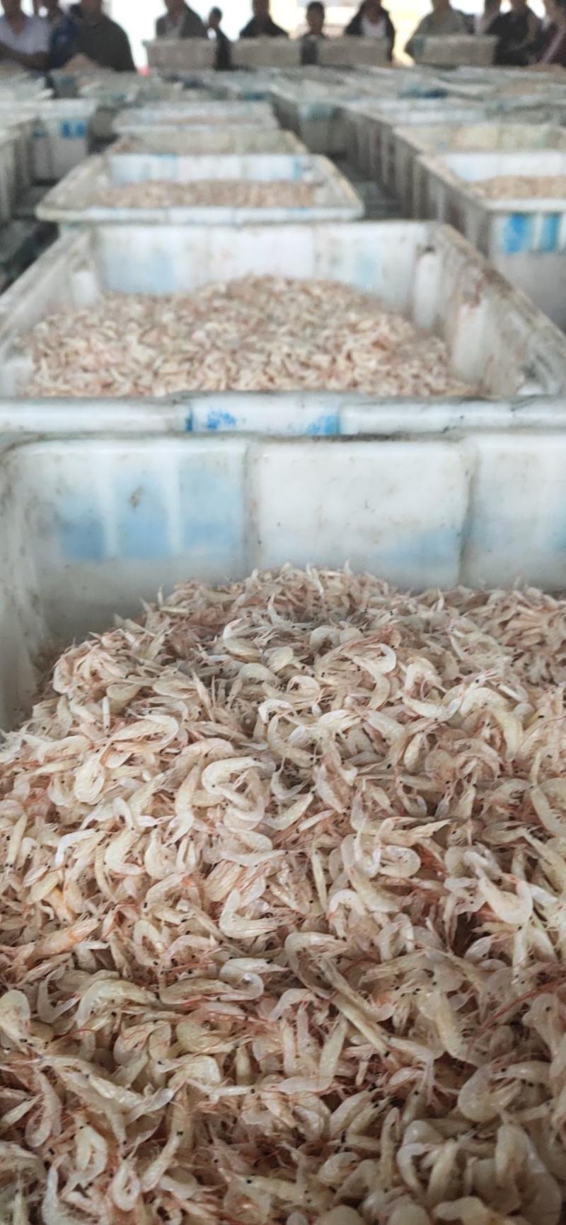 渤海湾虾皮产地直供支持电商公户对接物美价廉不包邮