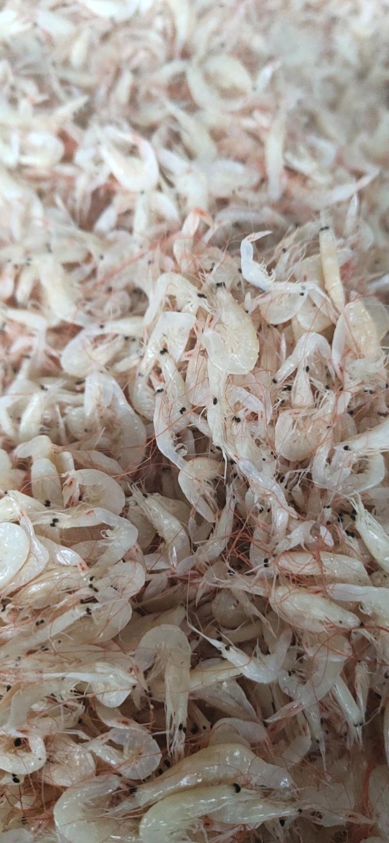 渤海湾虾皮产地直供支持电商公户对接物美价廉不包邮