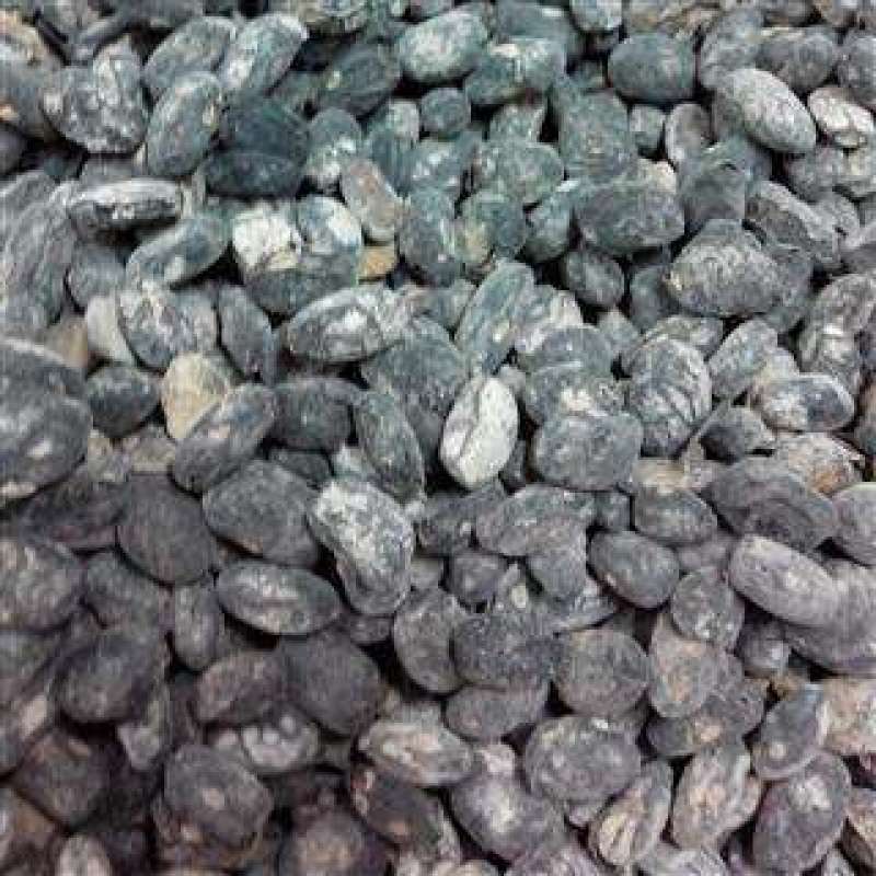 淡豆鼓，常年批发供应冷背中药材淡豆鼓量大从优