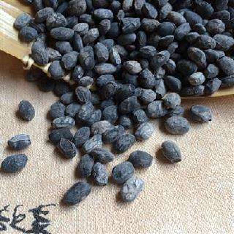 淡豆鼓，常年批发供应冷背中药材淡豆鼓量大从优