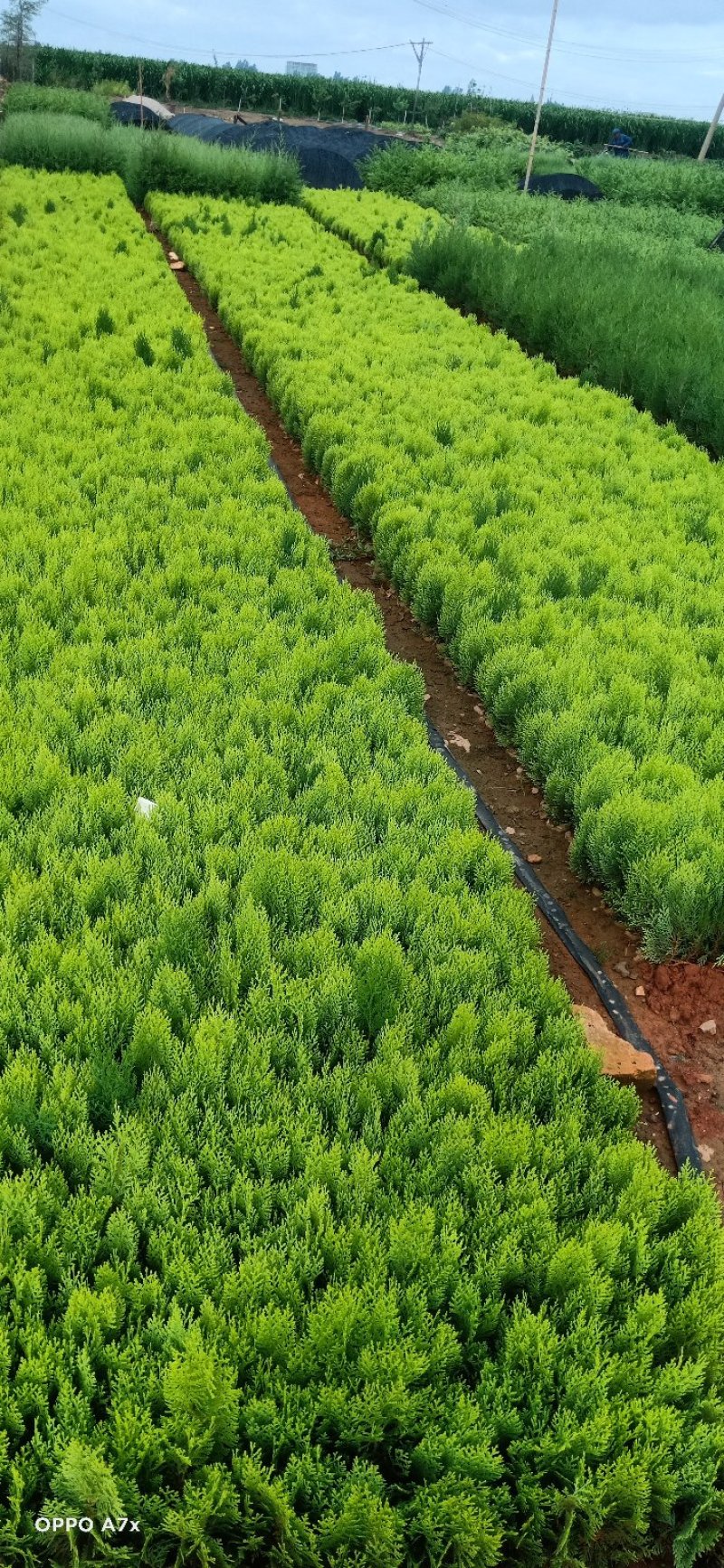 侧柏.撒金柏《侧柏》【扁柏】【柏树】基地直销，技术指导