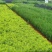 侧柏.撒金柏《侧柏》【扁柏】【柏树】基地直销，技术指导