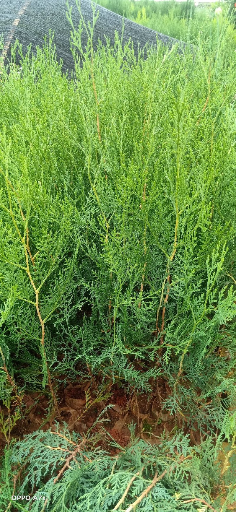 扁柏《侧柏》黄金柏，基地直销，技术指导，成活率高