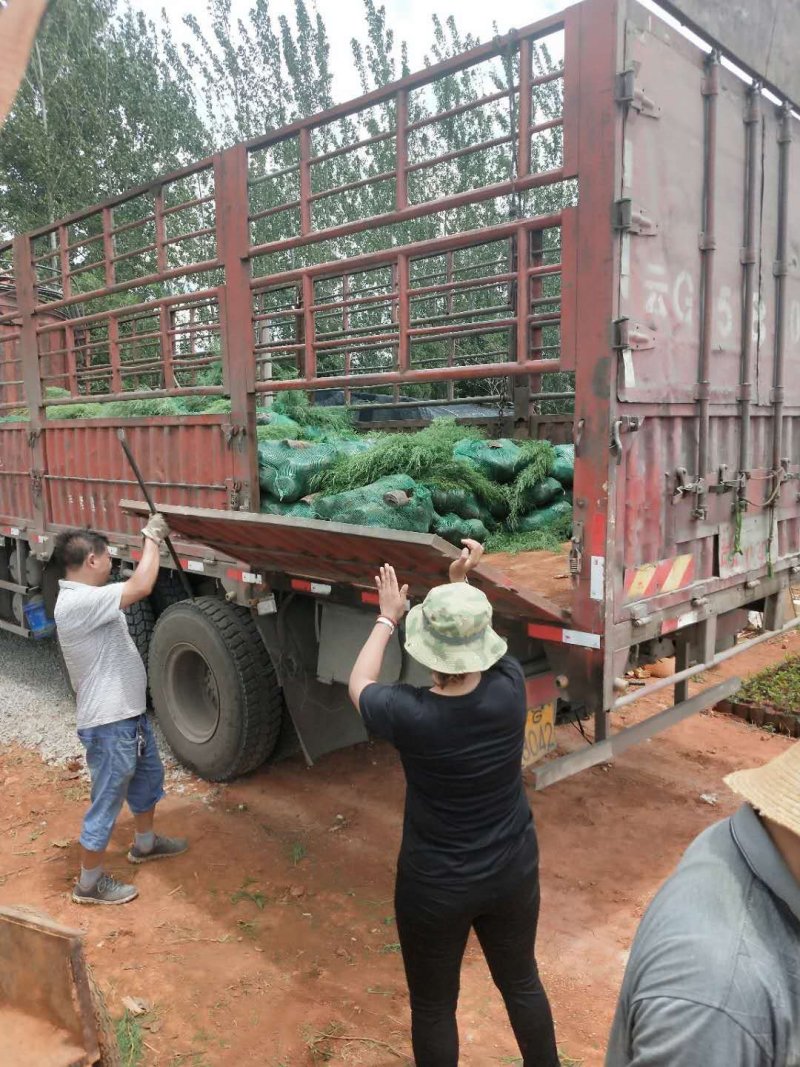 滇柏【圆柏】【柏树】基地直销，技术指导，成活率高