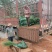 滇柏【圆柏】【柏树】基地直销，技术指导，成活率高