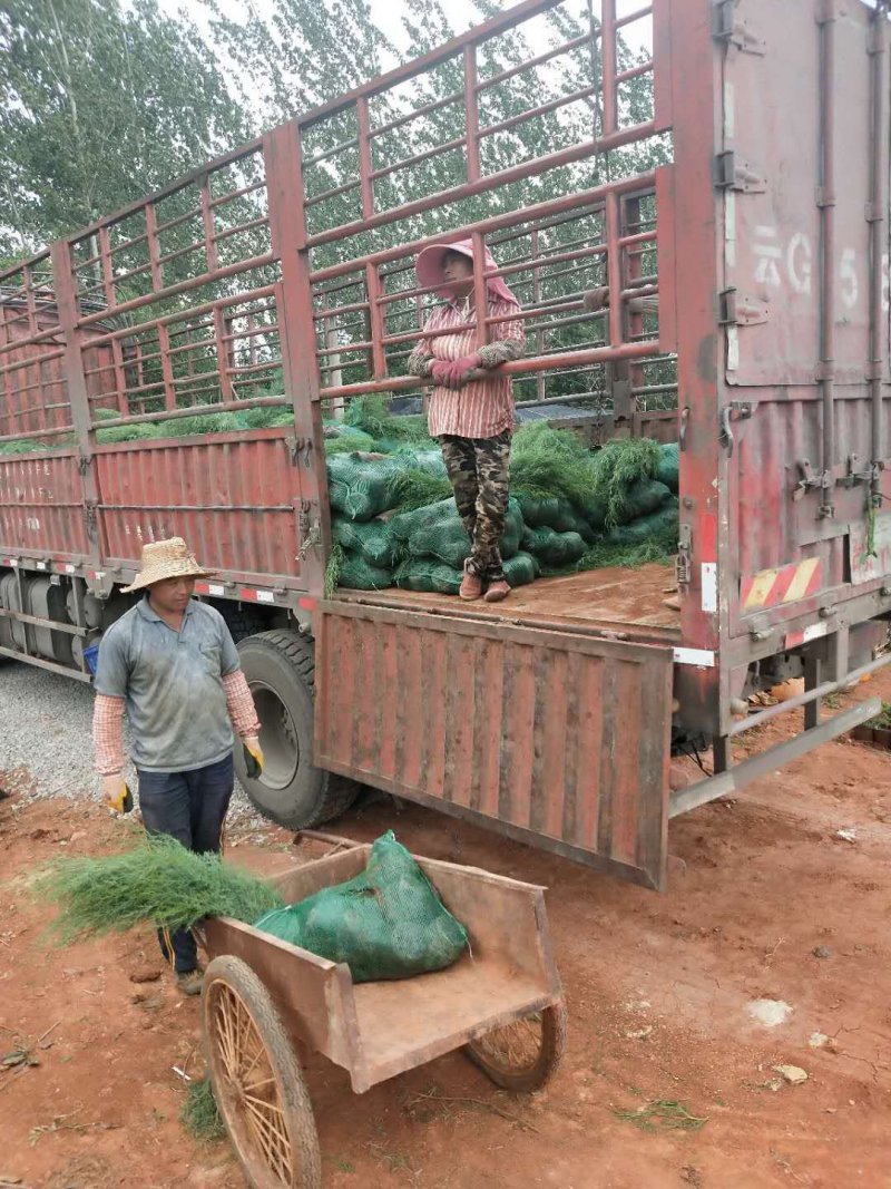 滇柏【圆柏】【柏树】基地直销，技术指导，成活率高