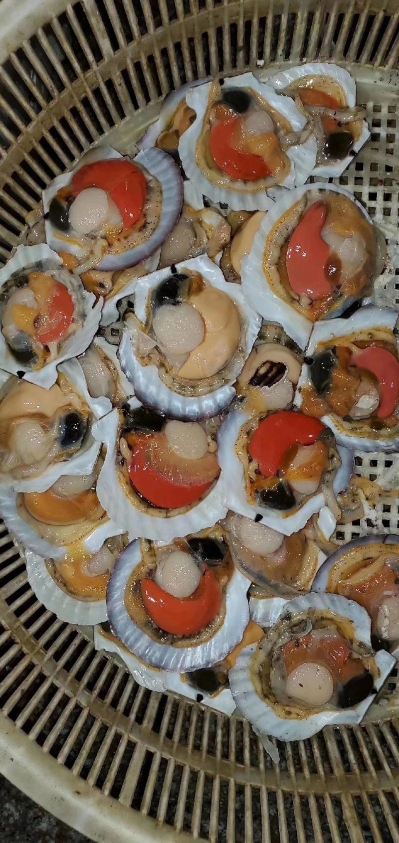 扇贝鲜活夏夷贝大连大网贝东港大扇贝可视频看货产地直销