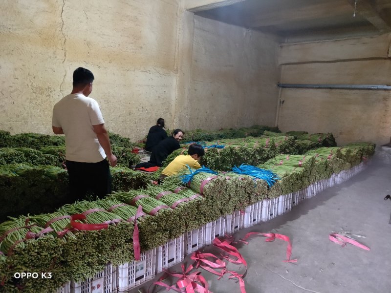 精品长豆角产地发货冷库泡冰水冰砖碎冰齐全