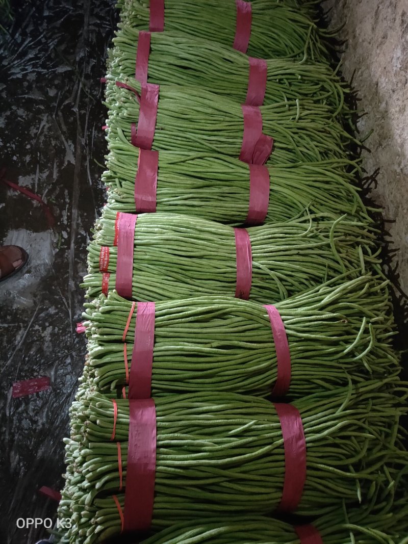 精品长豆角产地发货冷库泡冰水冰砖碎冰齐全