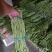 精品长豆角产地发货冷库泡冰水冰砖碎冰齐全