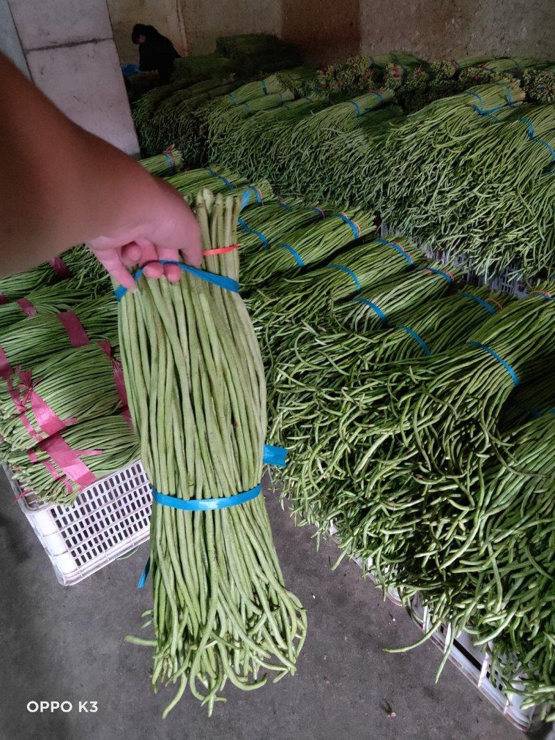 精品长豆角产地发货冷库泡冰水冰砖碎冰齐全