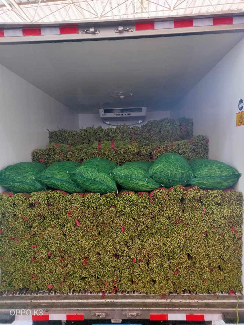 精品长豆角产地发货冷库泡冰水冰砖碎冰齐全