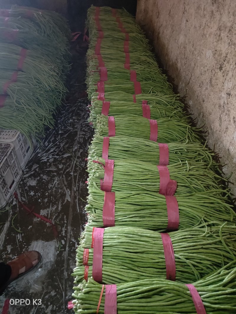 精品长豆角产地发货冷库泡冰水冰砖碎冰齐全