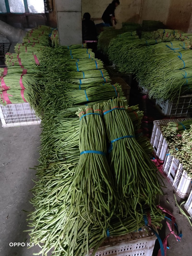 精品长豆角产地发货冷库泡冰水冰砖碎冰齐全
