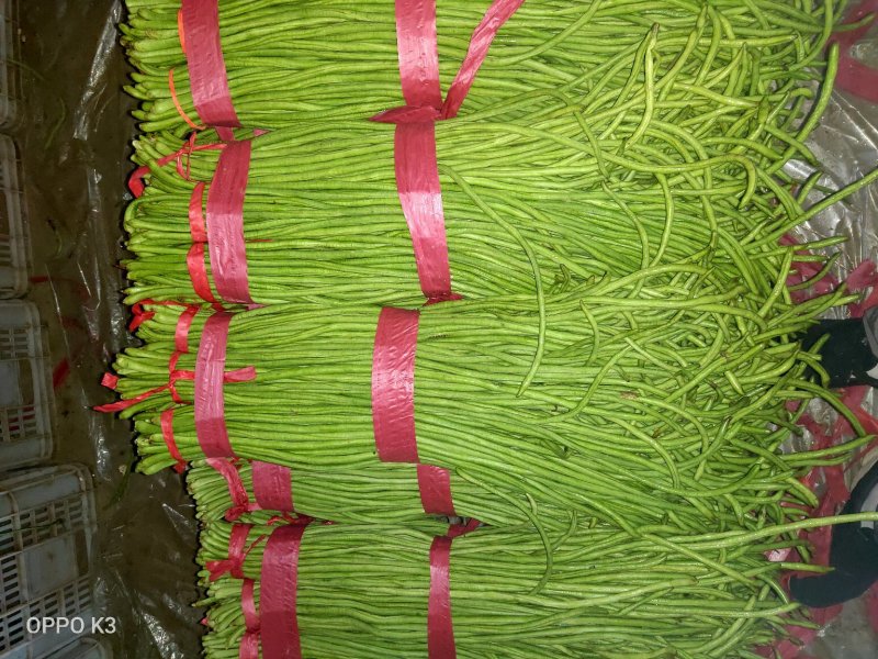 精品长豆角产地发货冷库泡冰水冰砖碎冰齐全