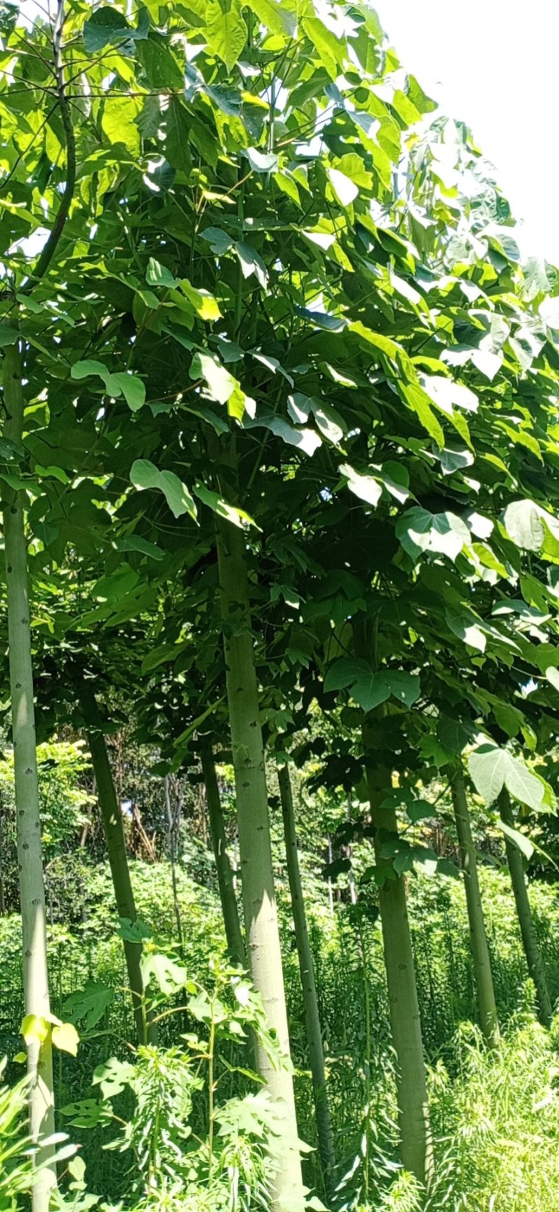 青桐