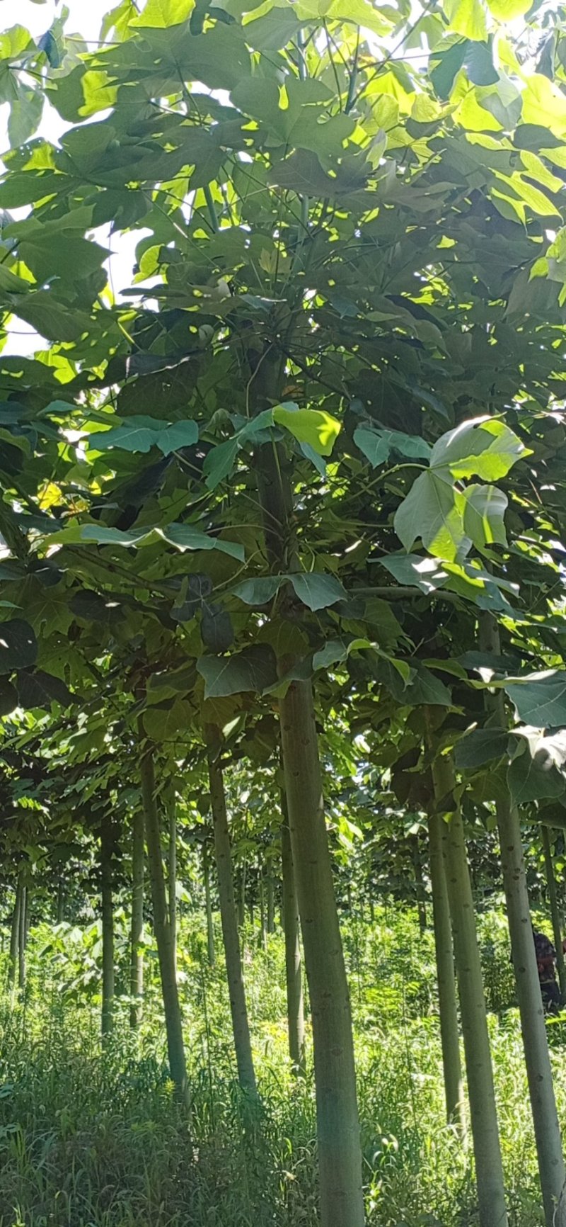 青桐