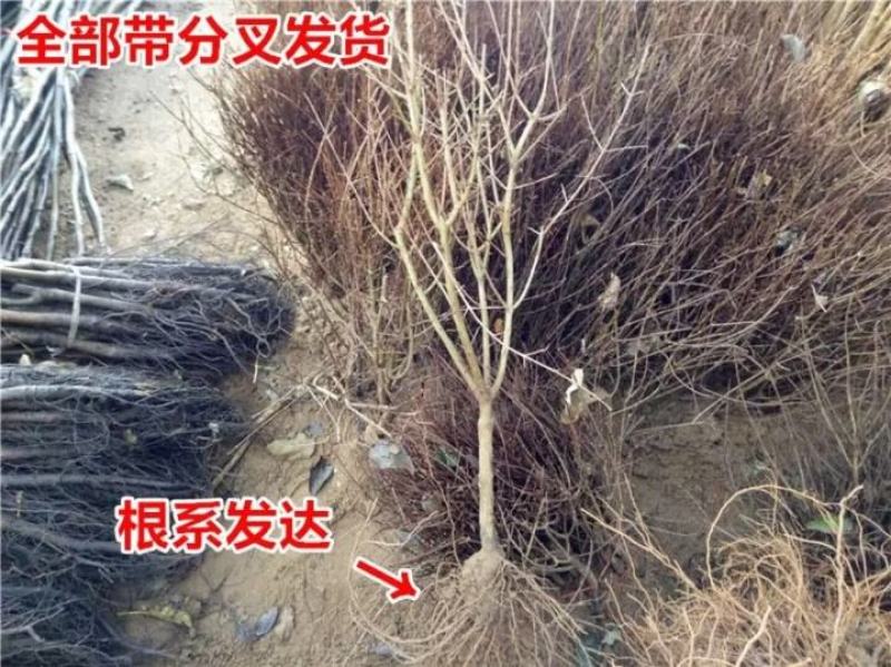 抗寒石榴苗盆栽地栽突尼斯软籽黑籽石榴树苗南方北方种植庭院