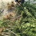 抗寒石榴苗盆栽地栽突尼斯软籽黑籽石榴树苗南方北方种植庭院
