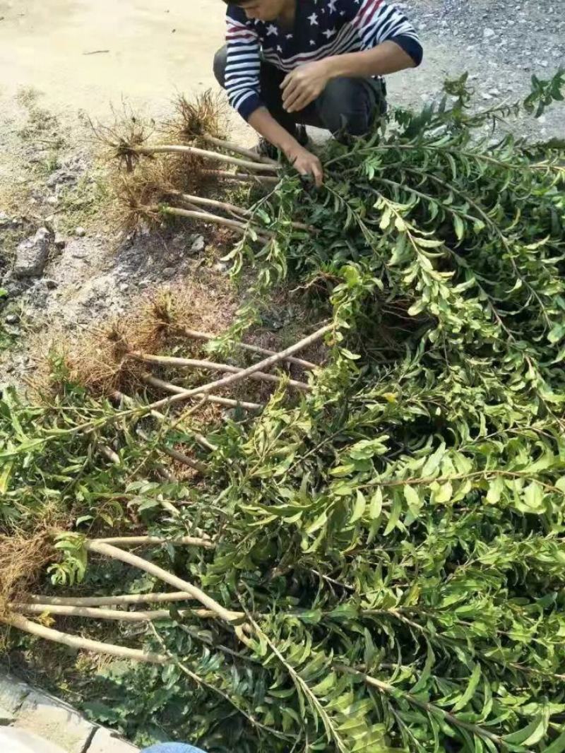 抗寒石榴苗盆栽地栽突尼斯软籽黑籽石榴树苗南方北方种植庭院