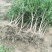 抗寒石榴苗盆栽地栽突尼斯软籽黑籽石榴树苗南方北方种植庭院