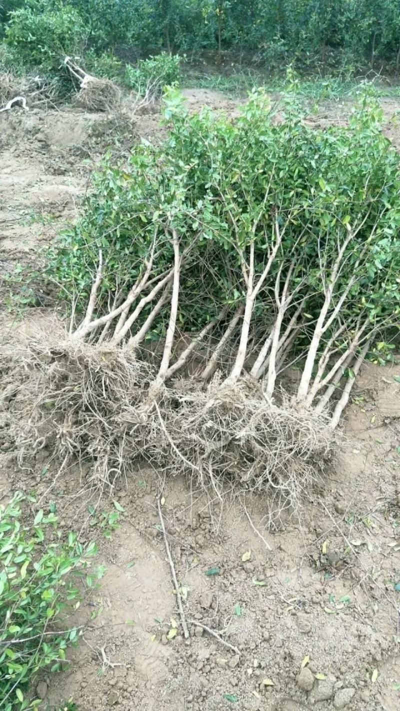 抗寒石榴苗盆栽地栽突尼斯软籽黑籽石榴树苗南方北方种植庭院