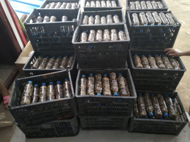 金蝉爬查知了猴