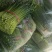 今年韭苔已陆续上市，有需要的新老朋友，前来选购，价格随行