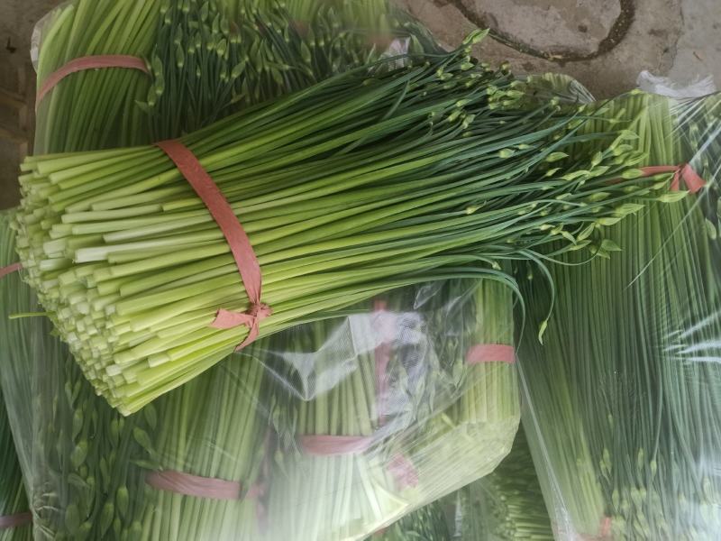今年韭苔已陆续上市，有需要的新老朋友，前来选购，价格随行