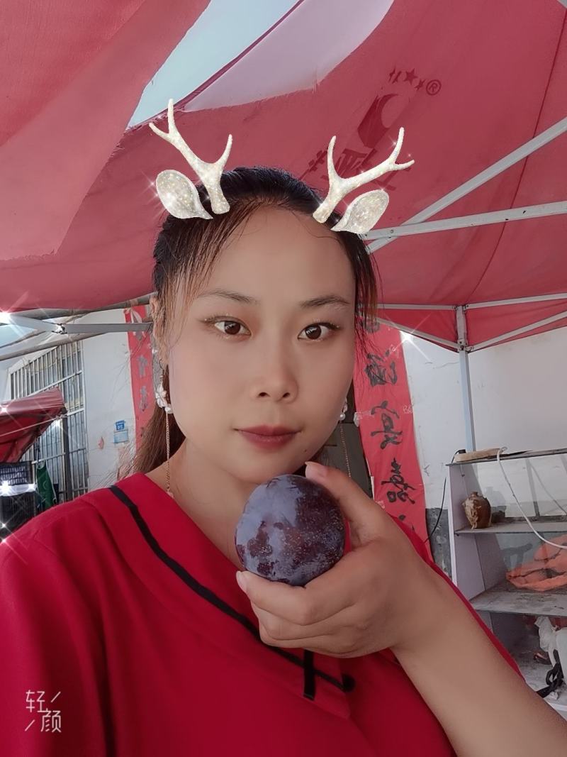 黑总统李子大量上市，产地直发现采现摘欢迎前来采购