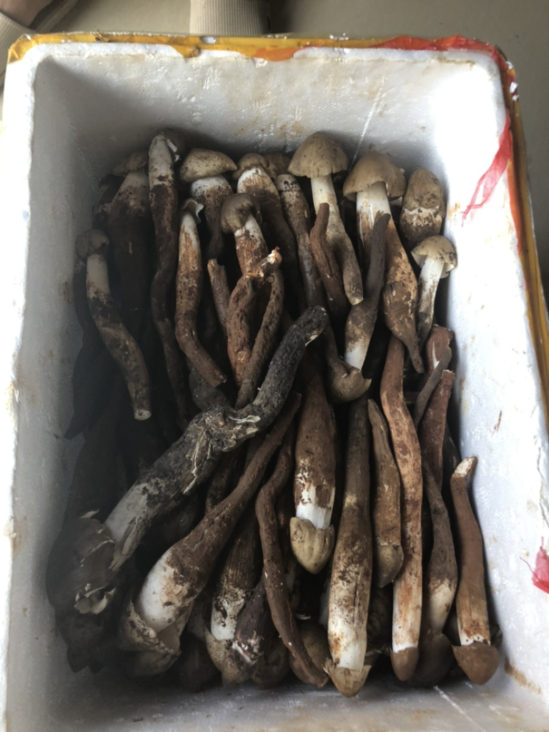 鸡枞菌，黑皮独鸡枞！提前预定