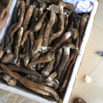 鸡枞菌，黑皮独鸡枞！提前预定
