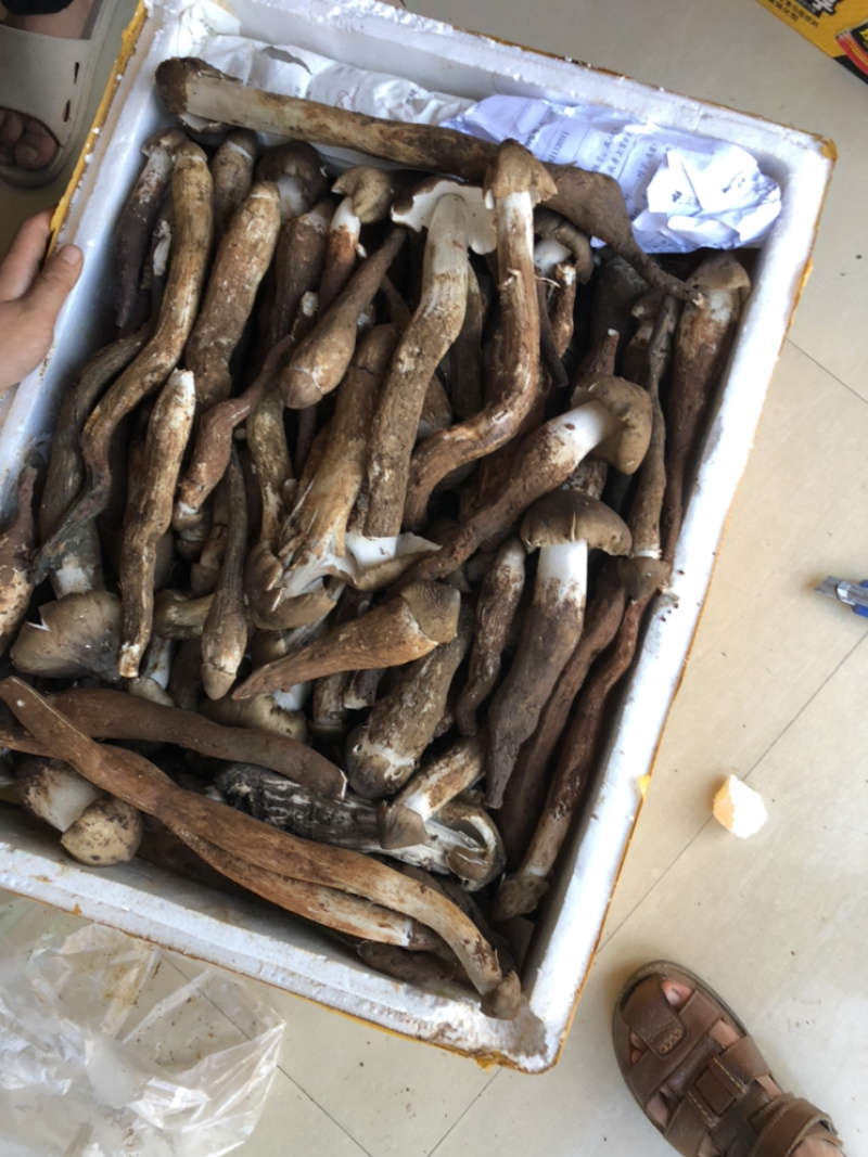 鸡枞菌，黑皮独鸡枞！提前预定