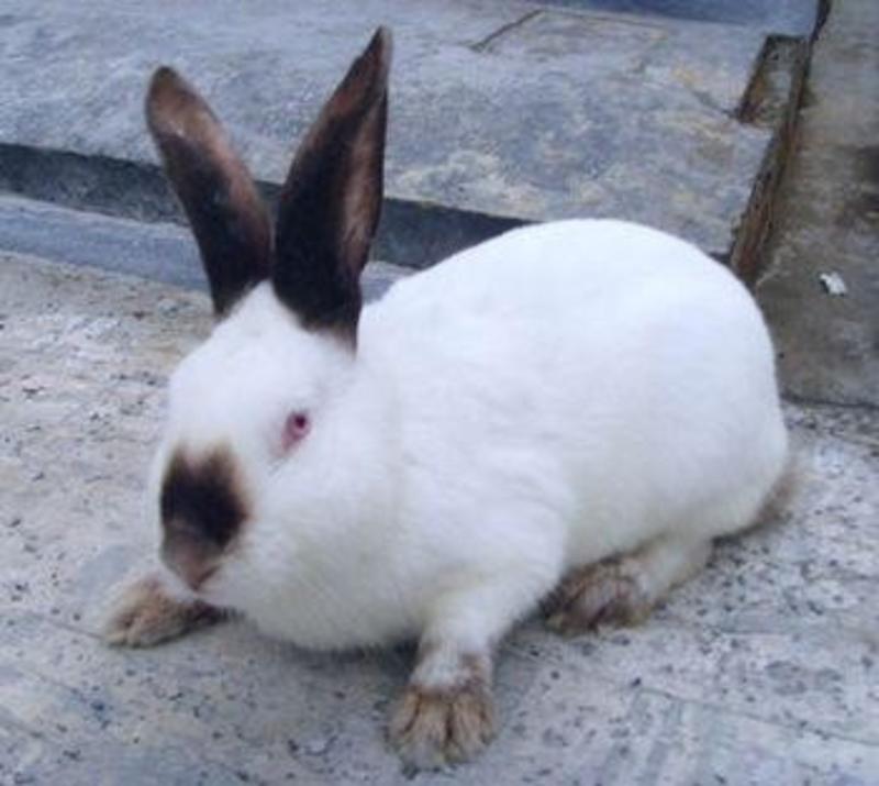 改良优质伊拉种兔繁育量高保健康可回收小兔苗