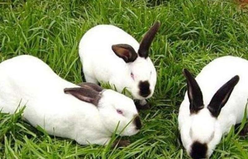 改良优质伊拉种兔繁育量高保健康可回收小兔苗