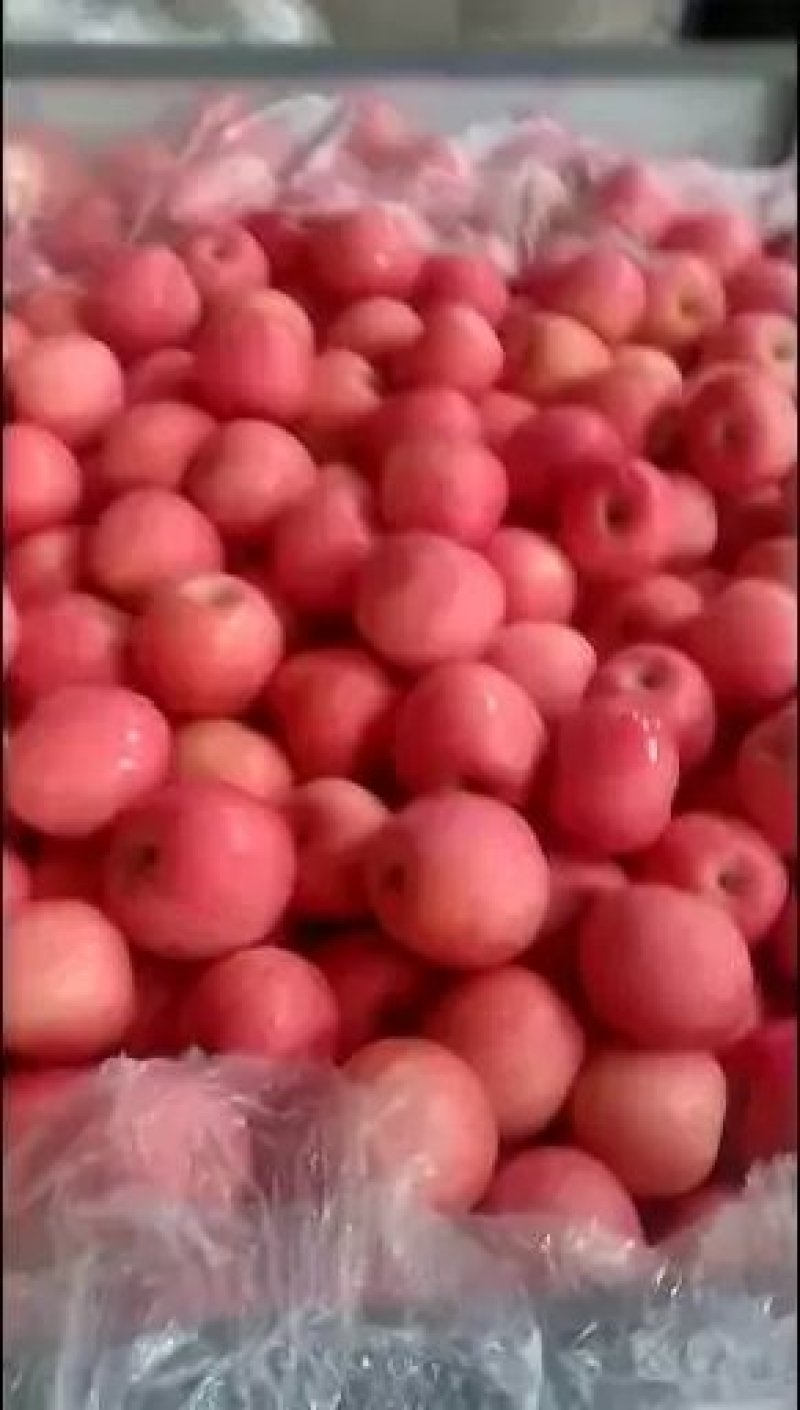 美八苹果产地直销质量好规格齐全商超精品属于低价好货
